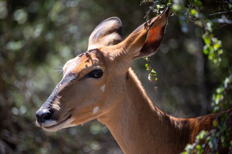 Jhamel0210 gazelle 10121323 1280