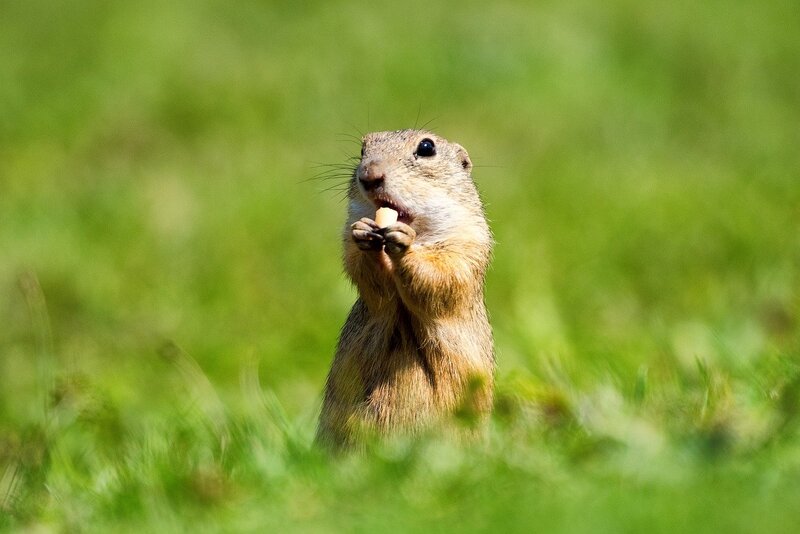 Peterperhac ground squirrel 10123731 1280